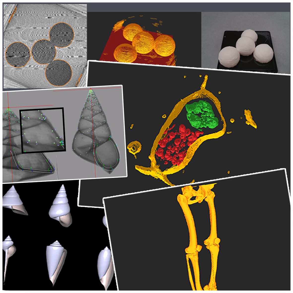 Examples of (semi-) automatic contour extraction of the objects from microscopy 2D images with image processing or numerical methods, and 3D visualization with obtained indices.