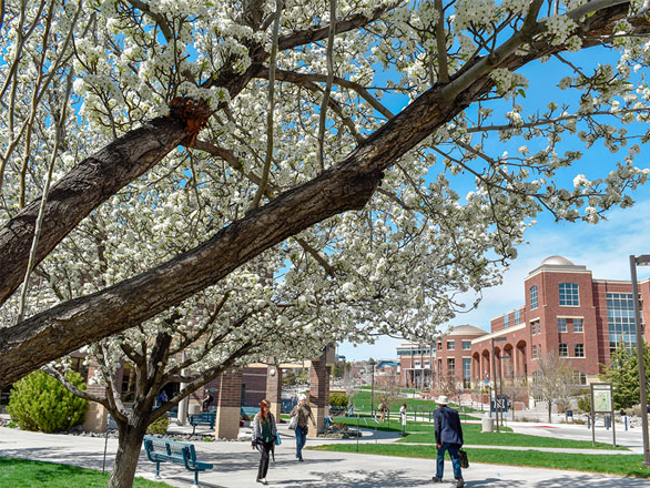 Beautiful campus with spring blossoms