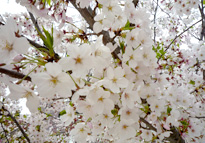 養生の結果、大宮西学舎の桜は満開となりました