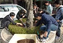 桜の木の養生作業