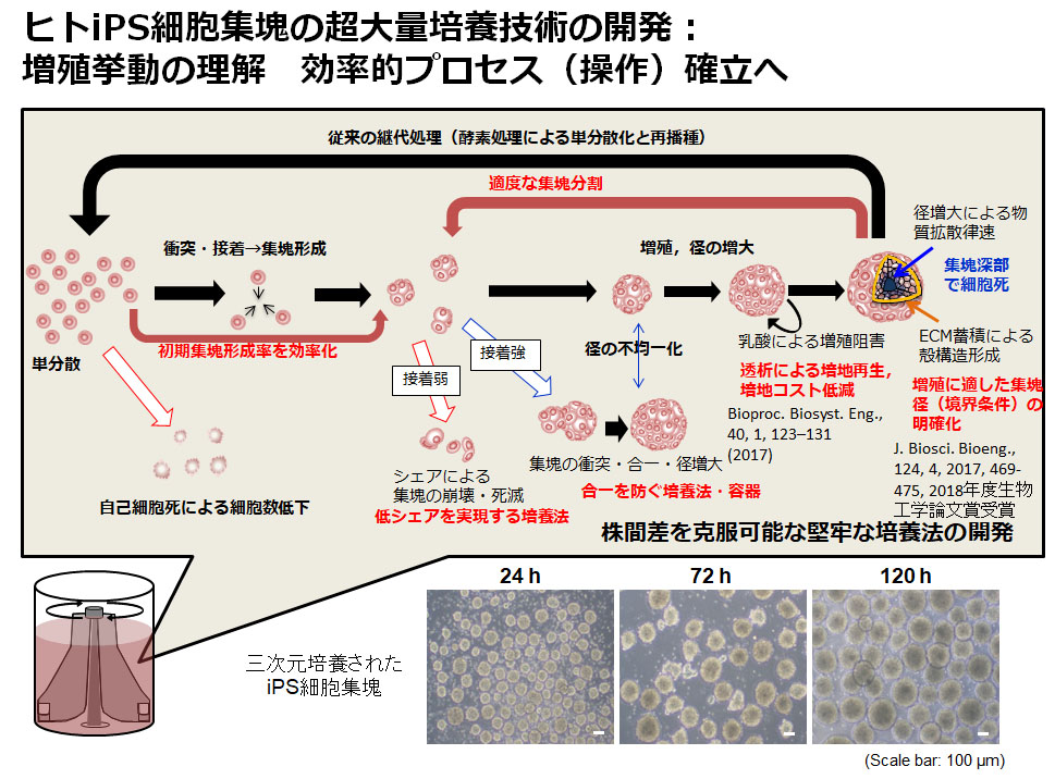 図１：ヒトiPS細胞大量製造に関わる操作論