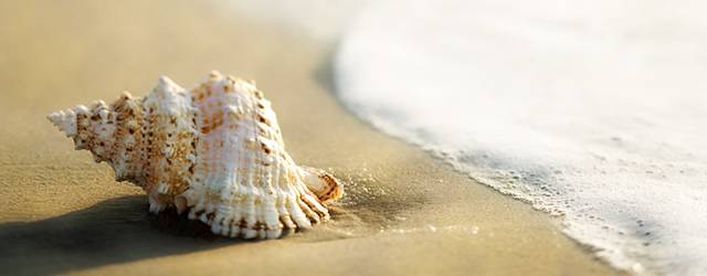 「お気に入りの貝殻を集めるのも、貝殻を耳に当てて海の音を聴くのも夏らしくていいですね」