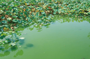 写真：湖に浮かぶ緑のアオコ