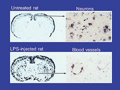 Gene induction in rat brain during fever