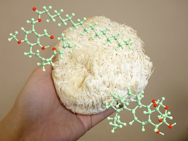 Yamabushitake (medicinal mushroom) and its organic components