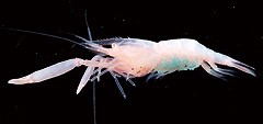 Evolution of a shrimp group, Palaemonoidea