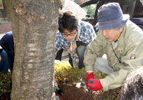 小川客員教授の指導の下、桜の養生に取り組みました
