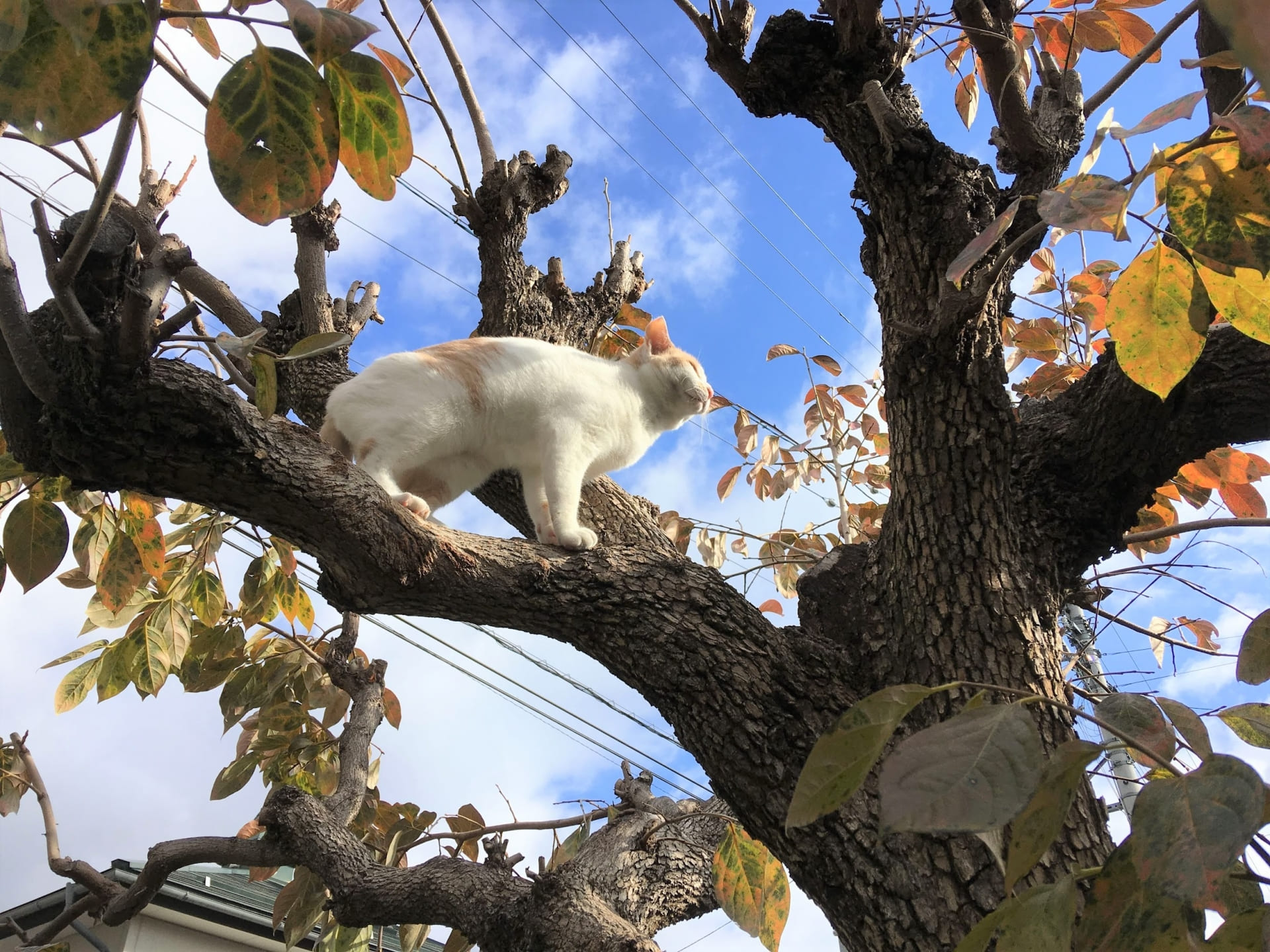 「秋の空、猫も満喫中。どこまで登っていくのでしょう」