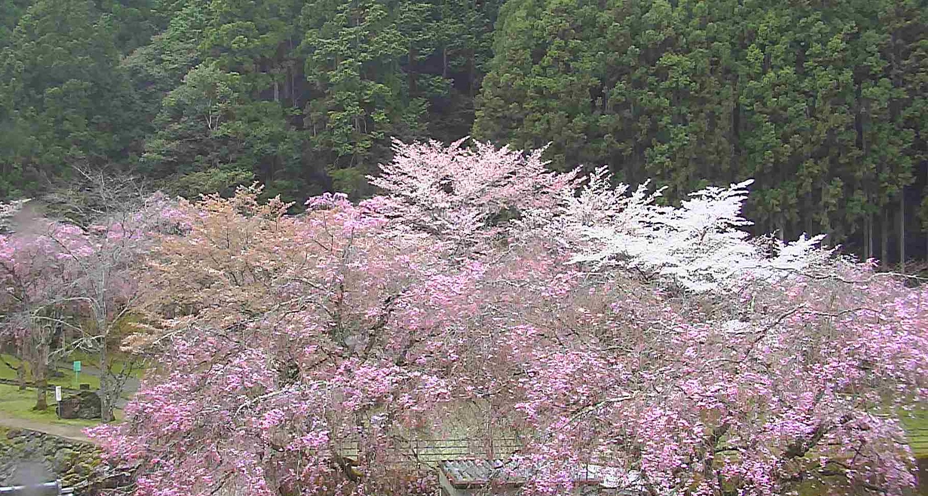 「桜ライブキャスト」で確認できる開花の様子