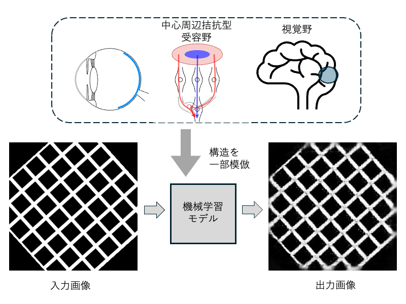 機械学習によるハーマン格子錯視の予測モデル構築