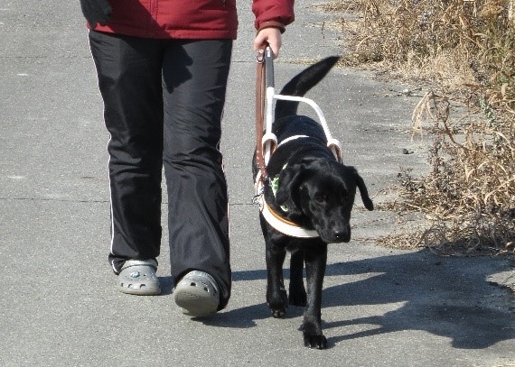 視覚障がい者と盲導犬のどちらにも快適なハーネスを開発