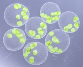 ボルボックスページ 淀川城北ワンドから新種「ヒスイボルボックス」 日本国内の3ヶ所で